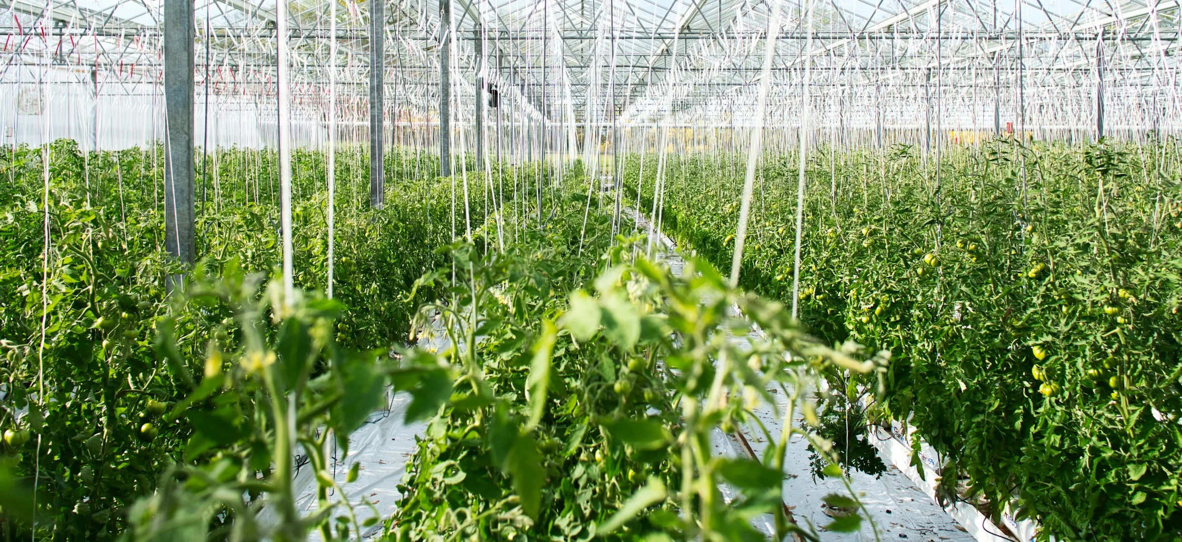 Invernadero de tomates, control de calidad agrícola