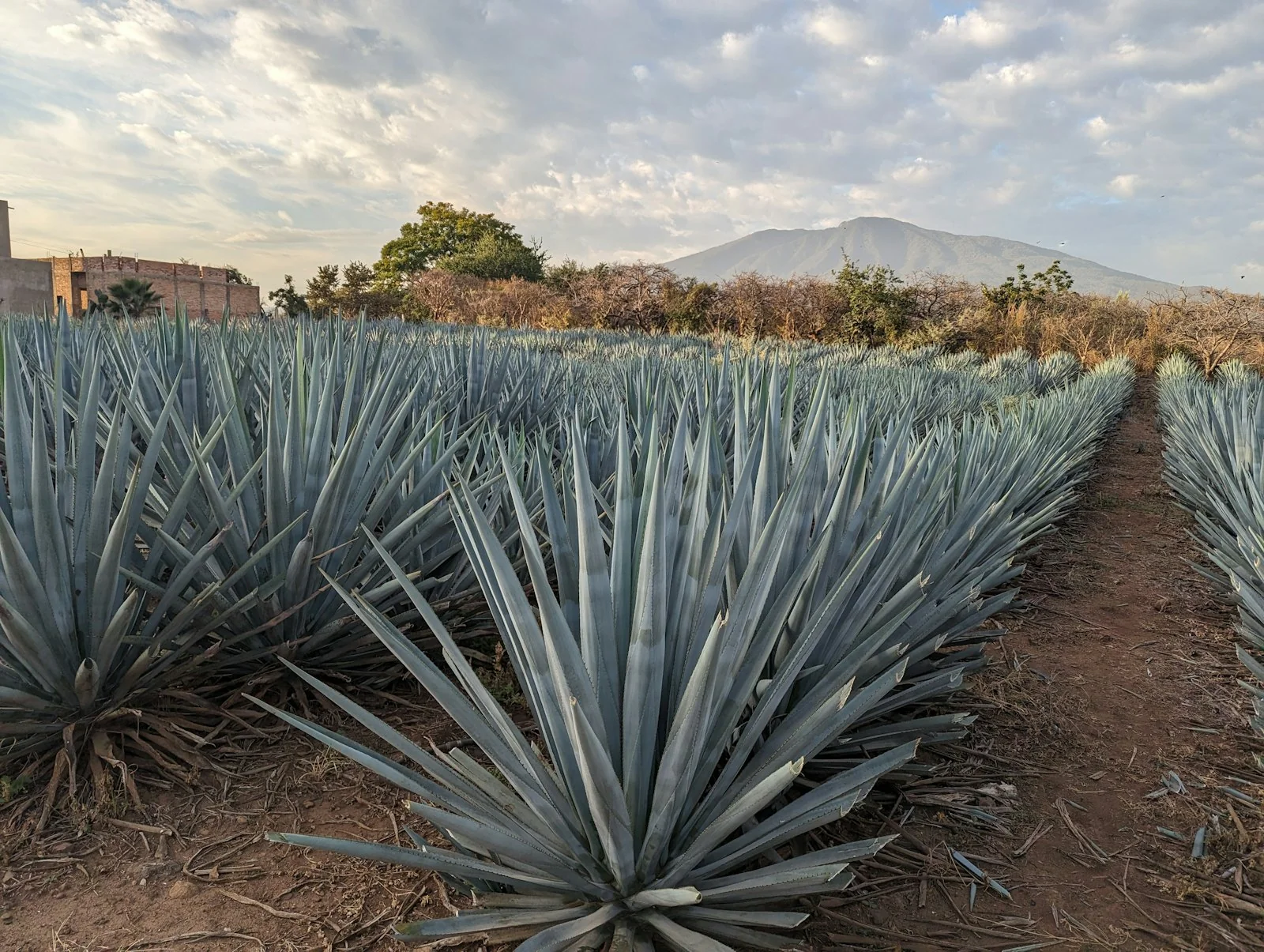 Campo de agave azul con volcán de fondo, paisaje típico de México